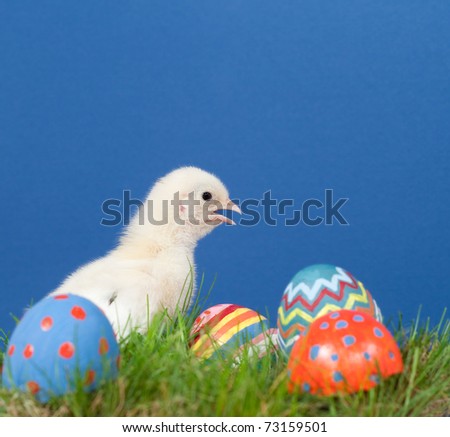 Yellow Easter Chick with its beak open, in grass with colorful hand painted Easter eggs, against blue textured background