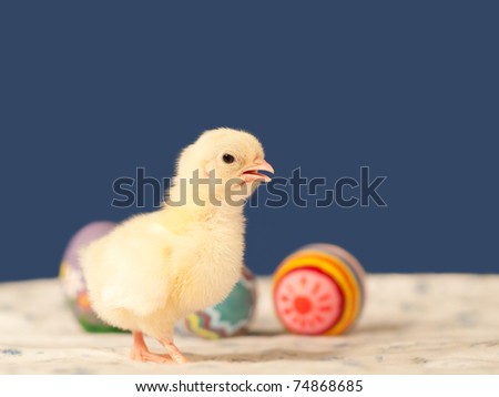 Baby chick with colorful Easter eggs on blue background