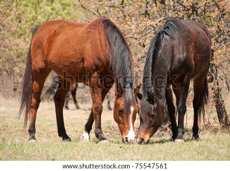 Two horses eating spring grass, nose to nose
