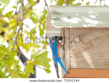 Male Eastern Bluebird at nest box bringing food for his young