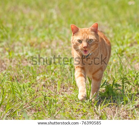 Orange tabby cat running towards viewer in green grass