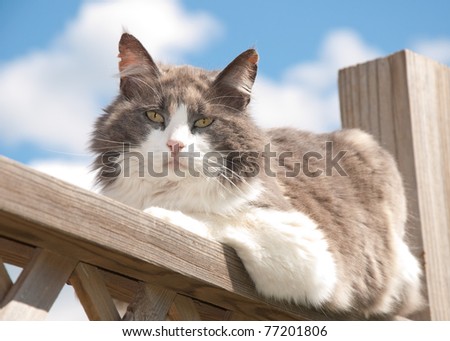Diluted calico cat resting on railing, looking at the viewer