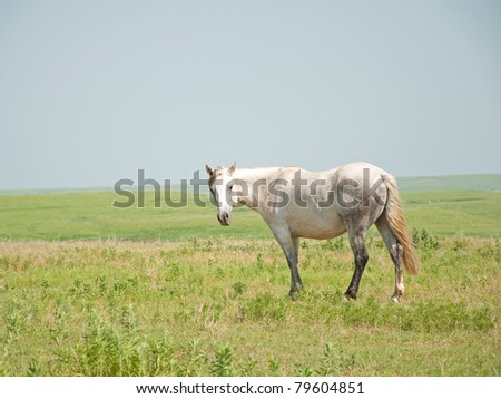 Gray flea bitten horse looking at the viewer in pasture against wide open prairie landscape