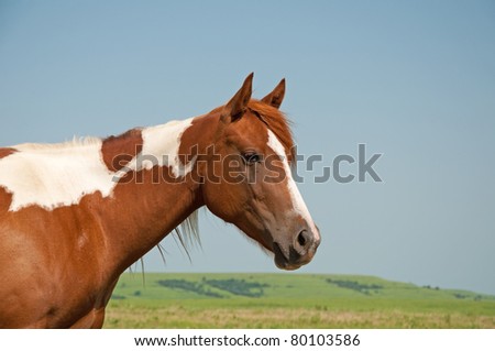 Young paint horse with prairie background