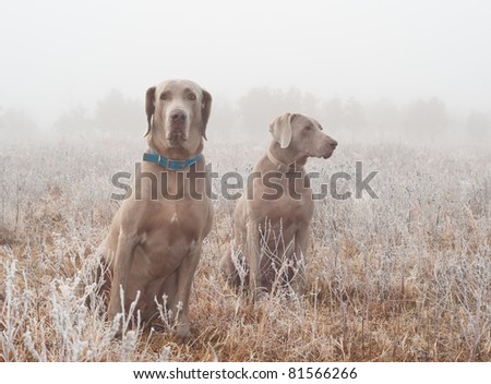 Two Weimaraner dogs in heavy fog on a cold, frosty winter morning
