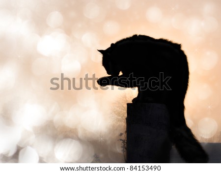 Dreamy image of a black long haired cat in silhouette washing his paw