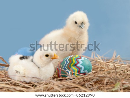 Two Easter chicks with colorful painted Easter egg, on blue background