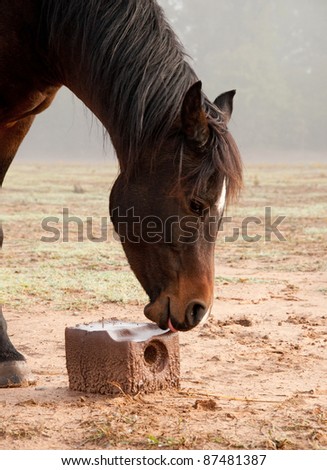 Dark bay horse licking on a salt block