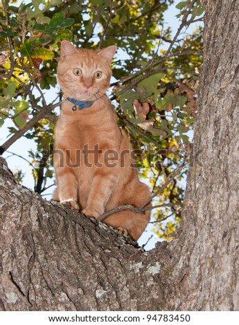 Very worried looking orange tabby cat up in a tree, meowing