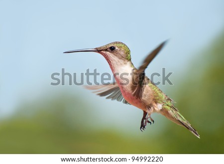 Young male Ruby-throated Hummingbird in flight