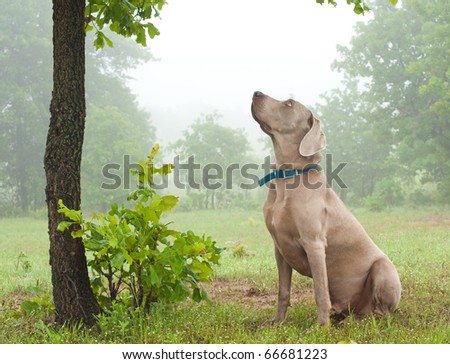 Similar – Image, Stock Photo Man and Weimaraner hunting dog at the sea in Norway