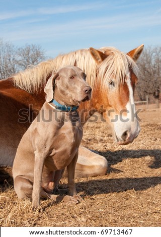 Similar – Image, Stock Photo Man and Weimaraner hunting dog at the sea in Norway