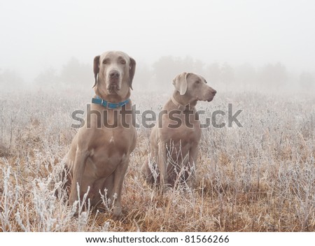 Similar – Image, Stock Photo Man and Weimaraner hunting dog at the sea in Norway