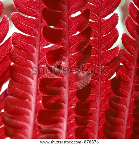 Red fern thicket - visible leaf structure.