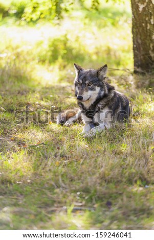 North American Gray Wolf, Canis Lupus, laying down in a woodland forest