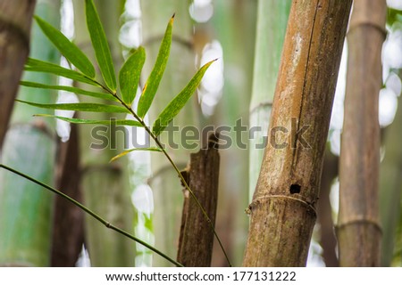 Bamboo leaf on bamboo background