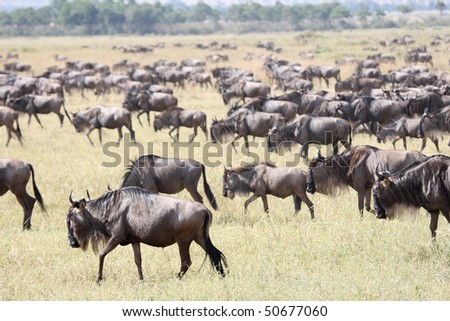 Maasai Mara Wildebeest Migration Safari, the Seventh Wonder of the world