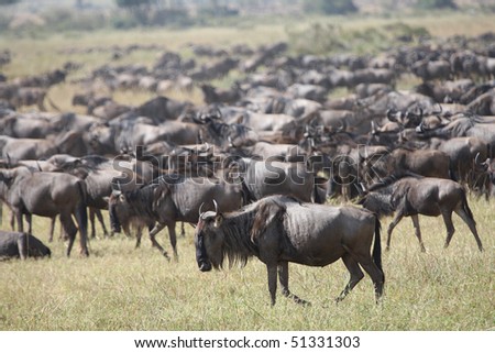 Maasai Mara Wildebeest Migration Safari, the Seventh Wonder of the world.