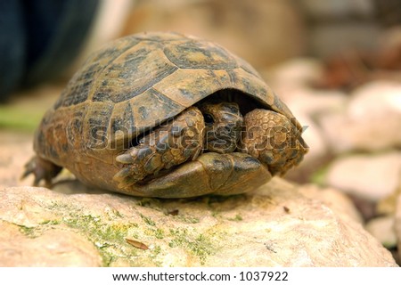 Turtle is hiding in its shell