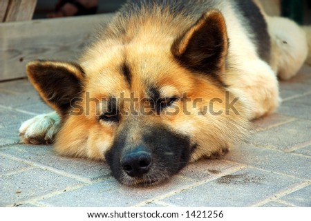 Tired dog laying down