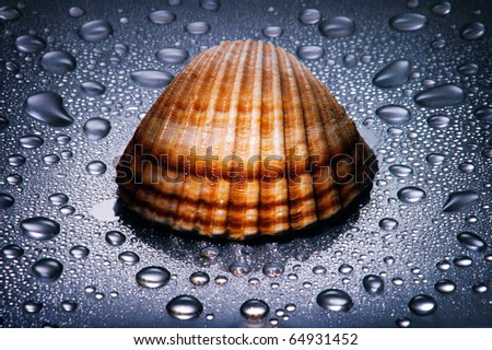 Seashell , water droplets , dramatic lighting , close up