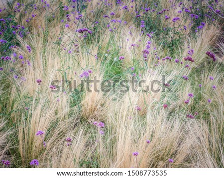Verbena Bonariensis