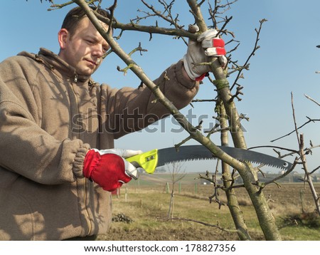 Young gardener pruning apple tree branches with pruning saw