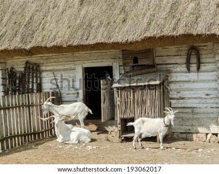 Typical old style Polish farmstead with thatched barn and three goats