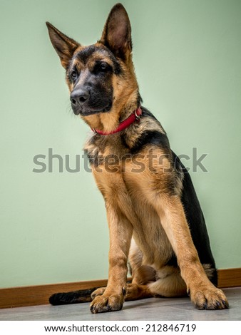 German Shepherd puppy sitting on the floor