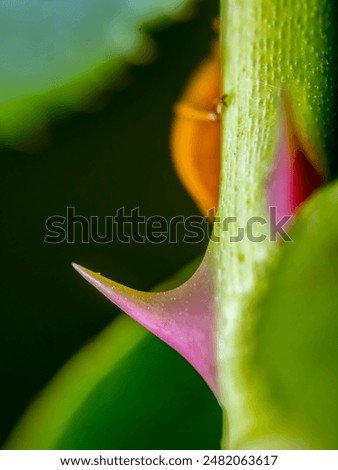 Similar – Image, Stock Photo gardening roses thorns