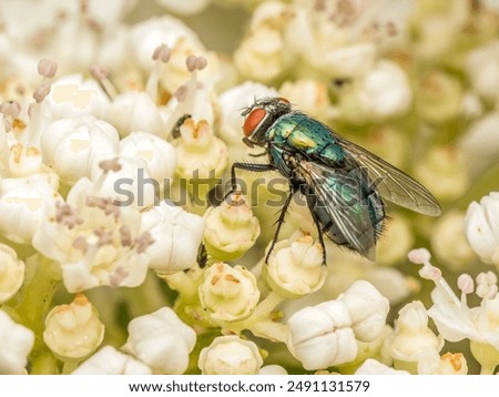 Similar – Image, Stock Photo A greenbottle fly, Lucilia sericata, is a blow fly with brilliant, metallic, blue green color. Close-up of tiny diptera, macro photography of flies.