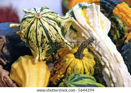 Background of summer squash and pumpkin fruits