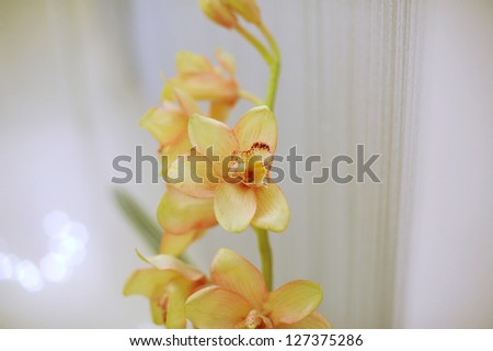 elegant beige orchid close to wall