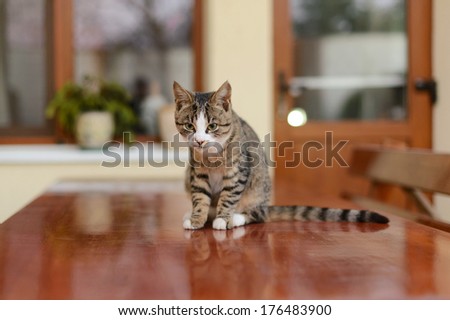 cat sitting on wooden table in yard