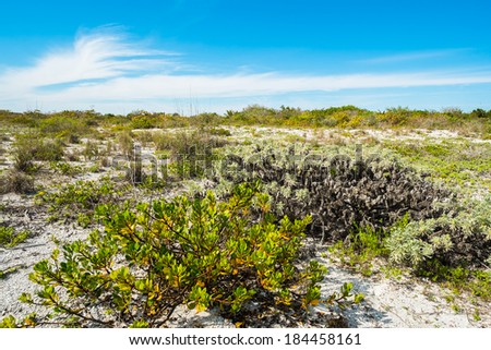 Pretty nature preserve on Sanibel Island Beach on the west coast of Florida.