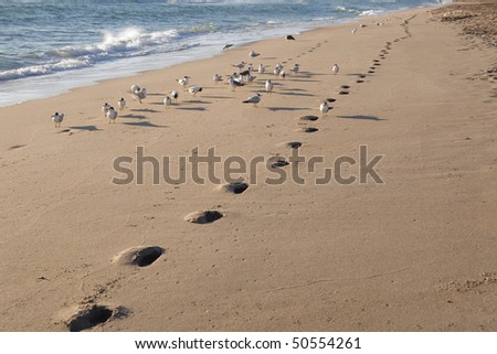 Footprints on the Beach with Seagulls.