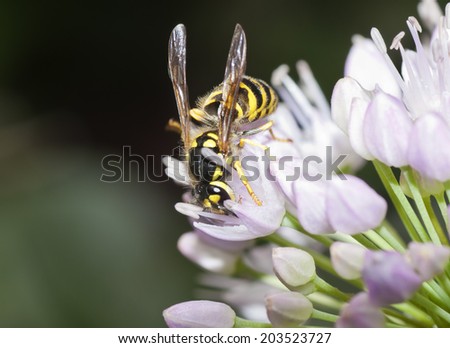 wasp of the garden on a flower, macro, selective focus on head