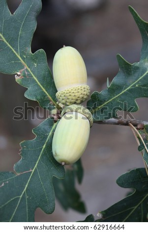 Two acorns on a branch of oak