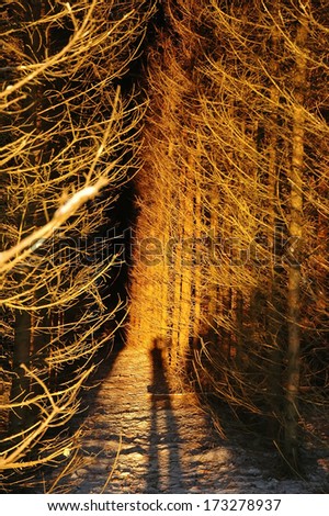A shadow of standing human into creepy dark fir tree grunge forest