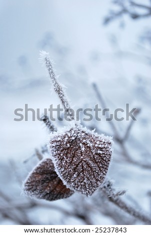 winter scenery with frost leaf