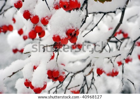 red berries covered with snow at winter