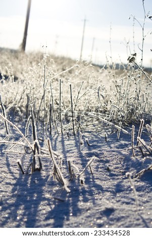 The plant on the ground covered with white snow in bright sunny day