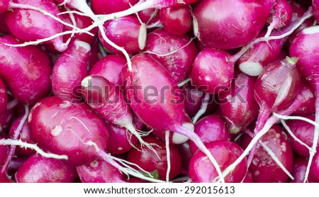Texture - red, ripe, fresh radish with roots