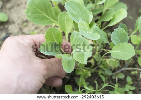 Being wrenched off cabbage seedlings at the farmer\'s garden