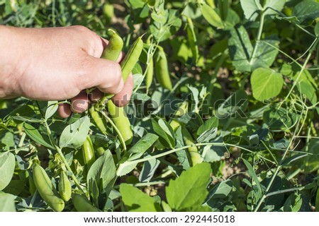 Harvesting of ripe green peas with vegetable garden farm