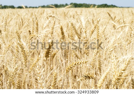 Texture - yellow wheat ears on the field under the open sky