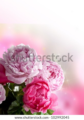 Beautiful pink peonies on white background. Plenty of copy space, perfect as a greetings card or for a love message.