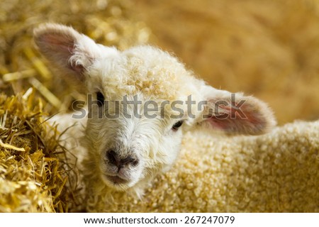 Cute newborn lambs, of the Lincolnshire Long Wool breed.