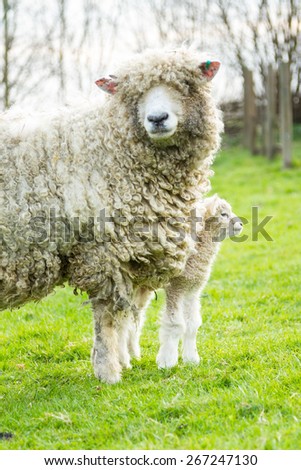 A Lincolnshire Long Wool sheep with her newborn lamb in a green field in April. Idyllic rural scene.