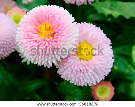 Bellis perennis. Two blooming rose daisy flowers on the green soft background.